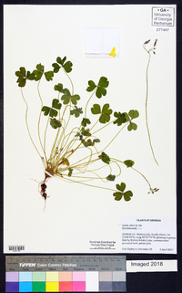 Oxalis rubra image