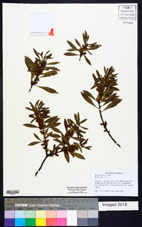 Myrica cerifera image