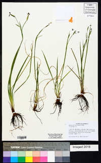 Sisyrinchium mucronatum image