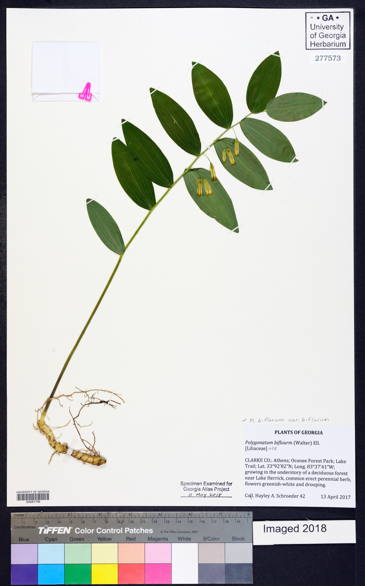 Polygonatum biflorum var. biflorum image