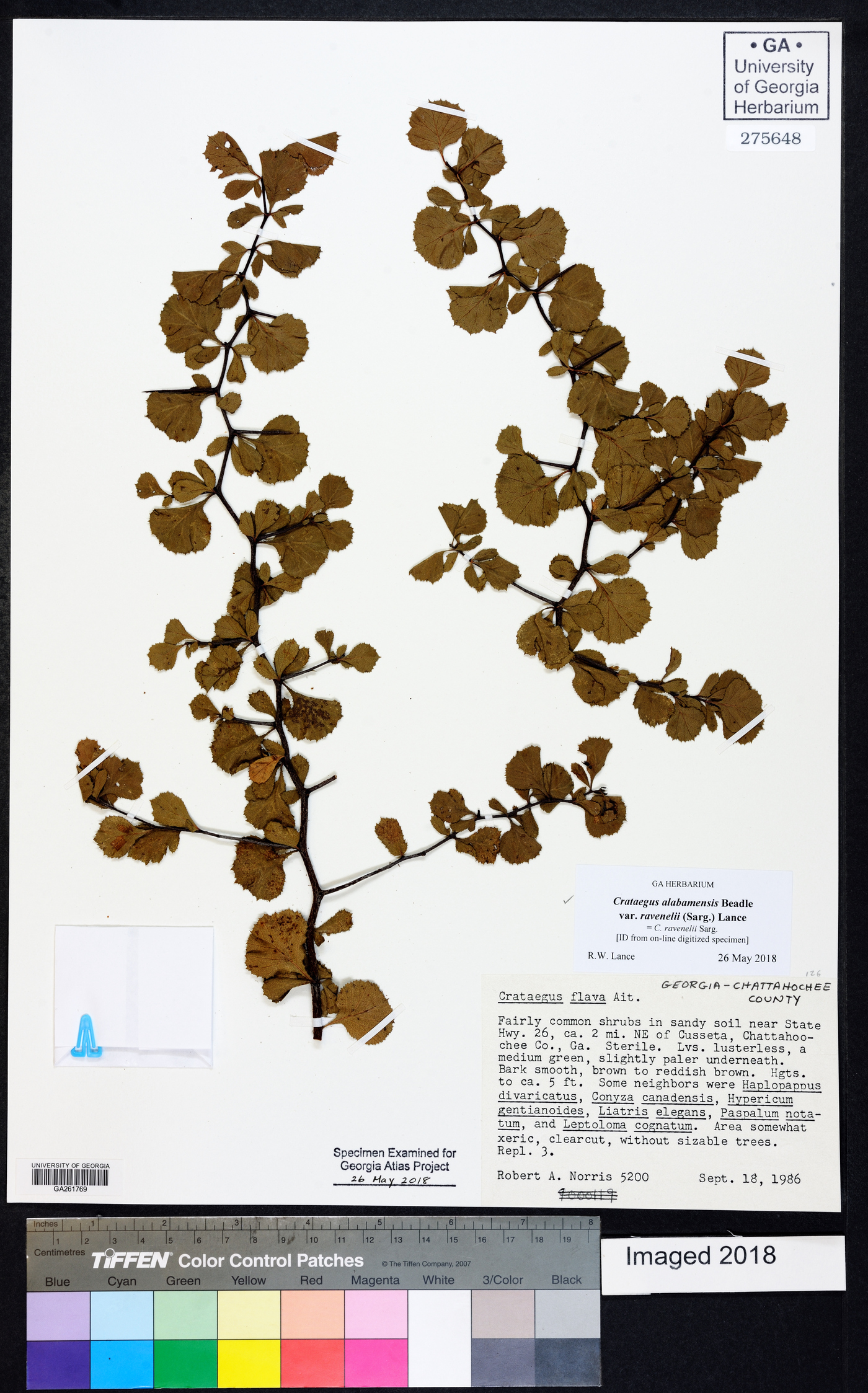 Crataegus alabamensis image