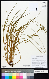 Carex prasina image