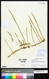 Lycopodiella appressa image