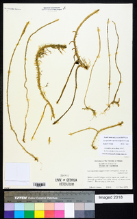 Lycopodiella appressa image