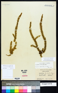 Lycopodiella prostrata image