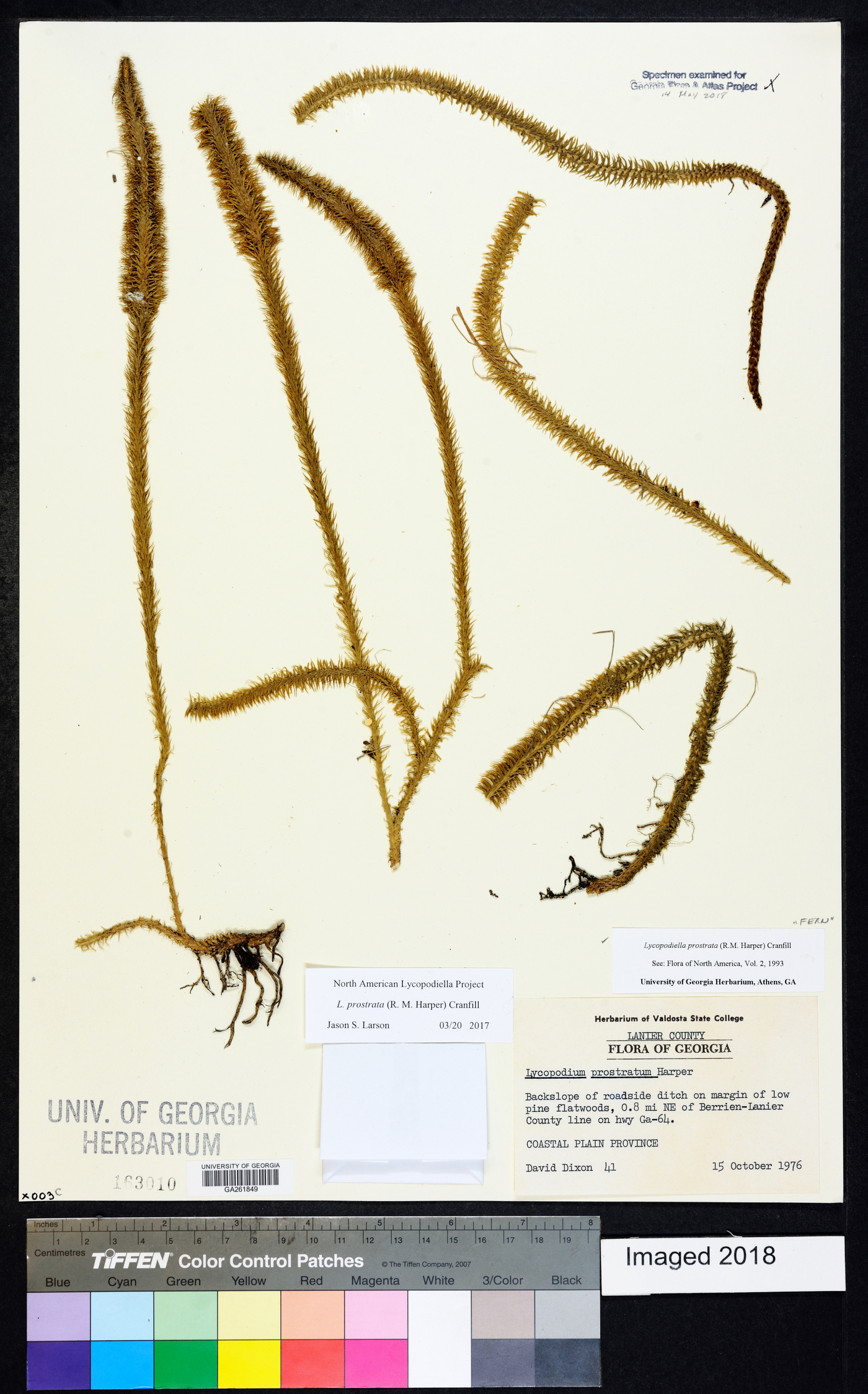 Lycopodiella prostrata image