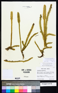 Lycopodiella prostrata image