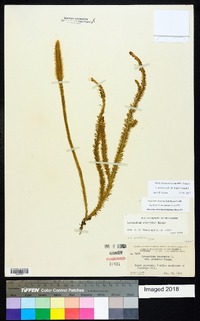 Lycopodiella prostrata image