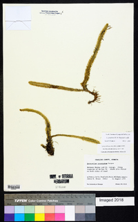 Lycopodiella prostrata image