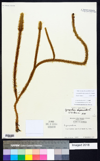 Lycopodiella alopecuroides image