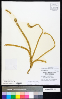 Lycopodiella alopecuroides image