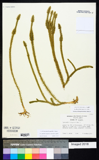 Lycopodiella alopecuroides image