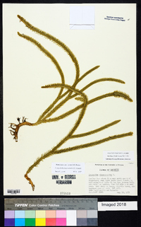 Lycopodiella alopecuroides image