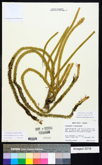 Lycopodiella alopecuroides image