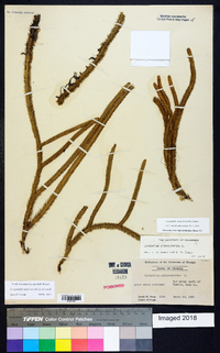 Lycopodiella alopecuroides image