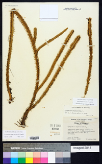 Lycopodiella alopecuroides image