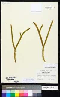 Lycopodiella alopecuroides image