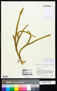 Lycopodiella alopecuroides image