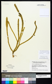 Lycopodiella alopecuroides image