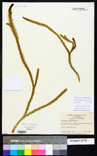 Lycopodiella alopecuroides image