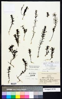 Gratiola hispida image