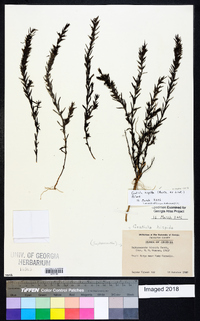 Gratiola hispida image