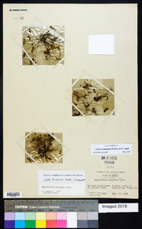 Gratiola amphiantha image