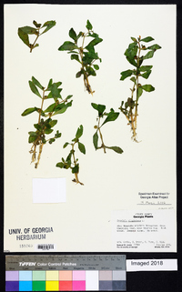 Gratiola virginiana image