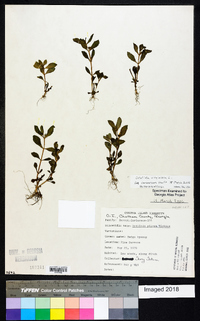 Gratiola virginiana image