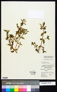 Gratiola virginiana image