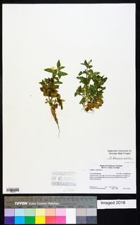 Gratiola virginiana image