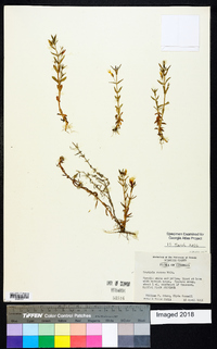 Gratiola ramosa image