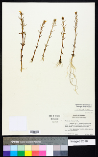 Gratiola ramosa image