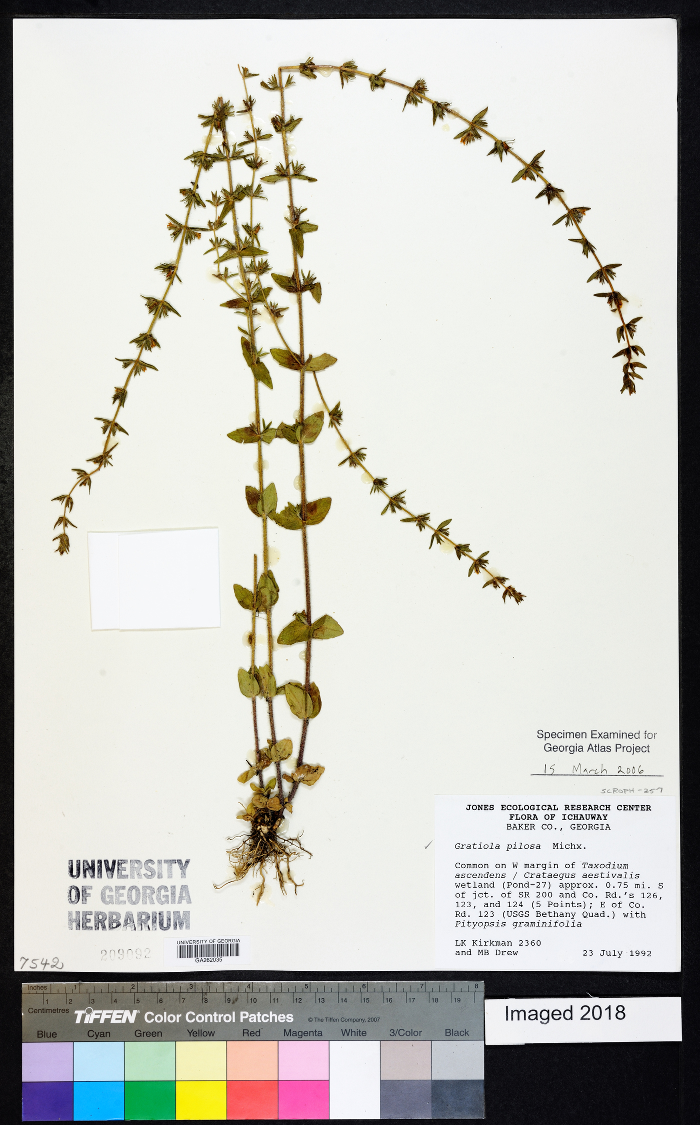 Gratiola pilosa image