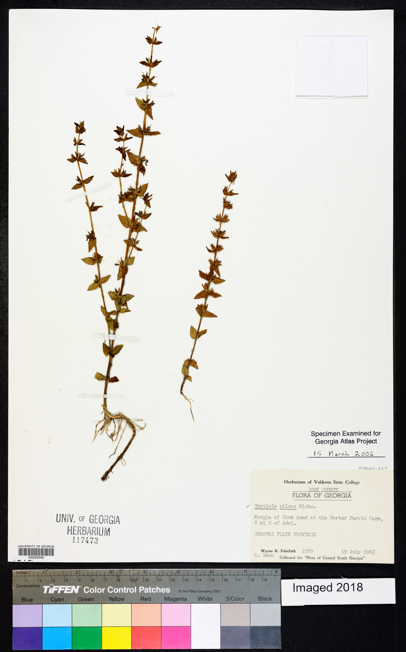 Gratiola pilosa image