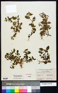 Gratiola virginiana image