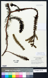 Myriophyllum heterophyllum image