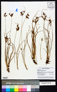 Fimbristylis tomentosa image