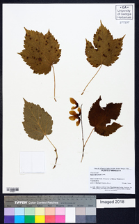 Acer spicatum image