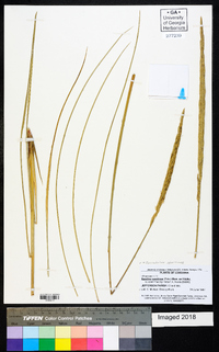 Spartina spartinae image