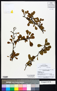 Crataegus lassa image