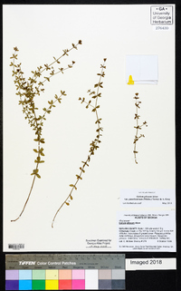 Galium pilosum image