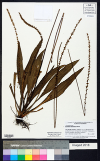 Plantago sparsiflora image