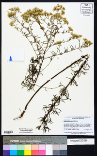 Eupatorium mohrii image