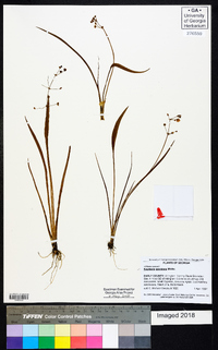 Sagittaria graminea image