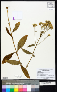 Eupatorium album image