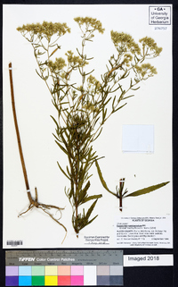 Eupatorium semiserratum image