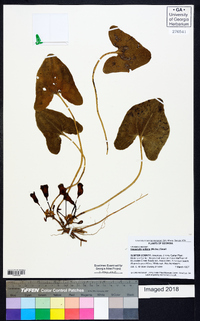 Hexastylis arifolia image