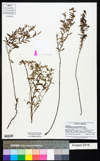 Helianthemum rosmarinifolium image