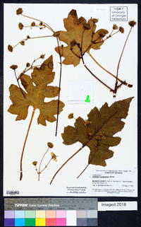 Silphium compositum image